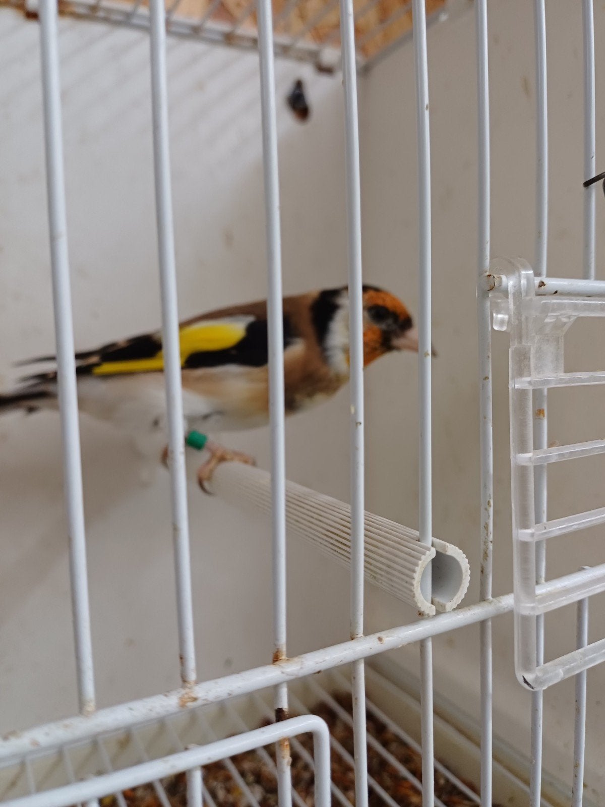 xxl putter, Vrouwelijk, Wildzangvogel, Geringd