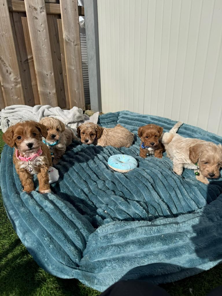 Prachtige maltipoo pups, Parvo, België, Overige rassen, 8 tot 15 weken