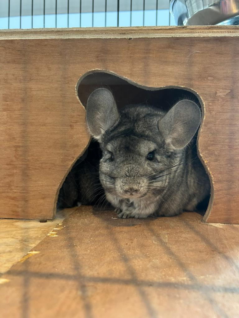 3 Chinchilla’s met kooi, Dieren en Toebehoren, Knaagdieren, Chinchilla, Juli, Meerdere dieren, Tam