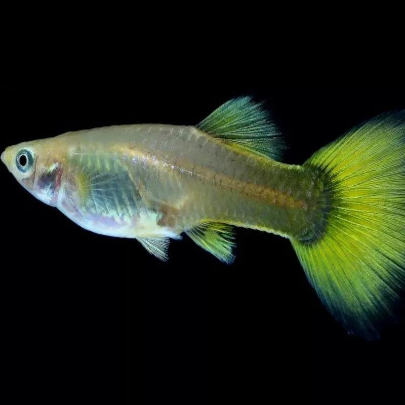 Baby guppys beschikbaar, Dieren en Toebehoren, Vis, Zoetwatervis