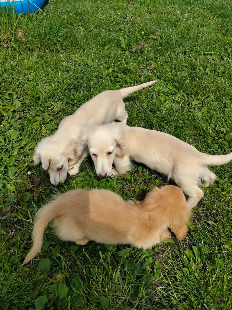 Beaux garçons teckels blonds, Animaux & Accessoires, Chiens | Teckels & Bassets, Parvovirose, Chien (mâle), Belgique, Poils longs