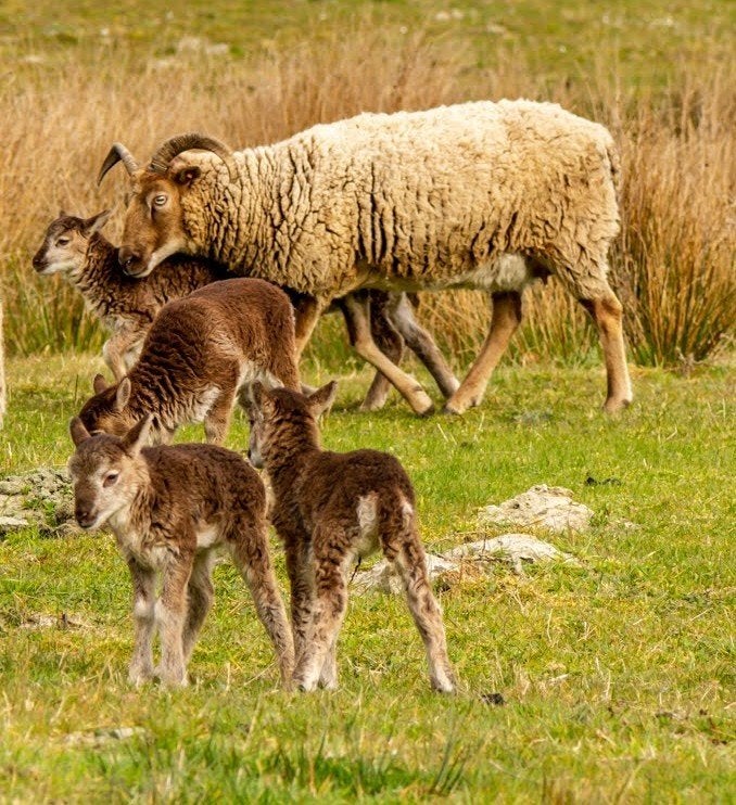 Castlemilk Moorit schapen, Dieren en Toebehoren, Schaap