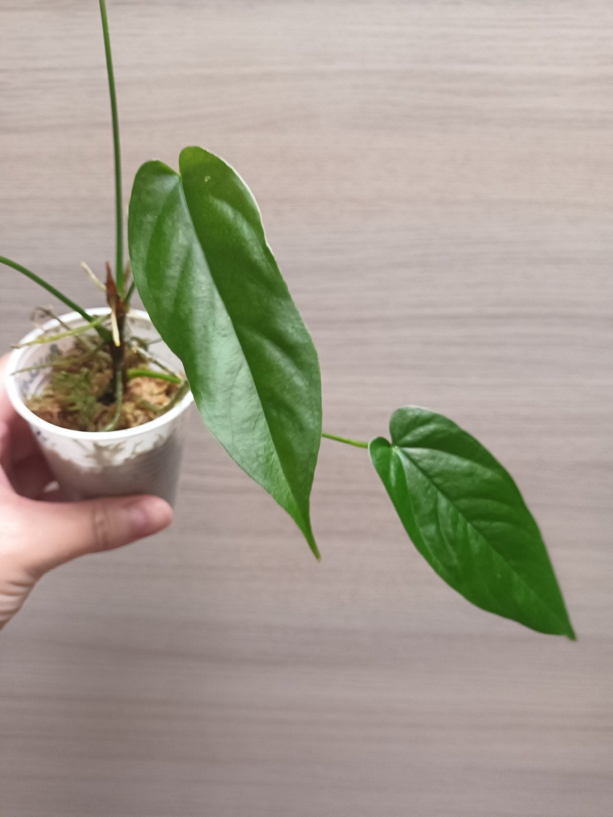 Anthurium pandurilaminum x, Enlèvement ou Envoi