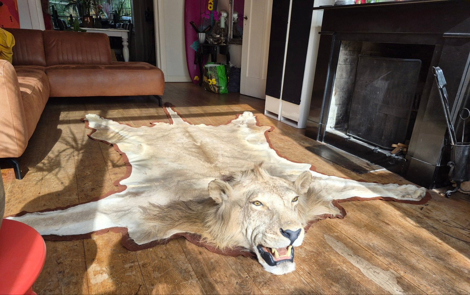 Taxidermie XXL Leeuw Vloerkleed Panthera Leo met CITES, Collections, Enlèvement, Comme neuf, Animal sauvage, Animal empaillé