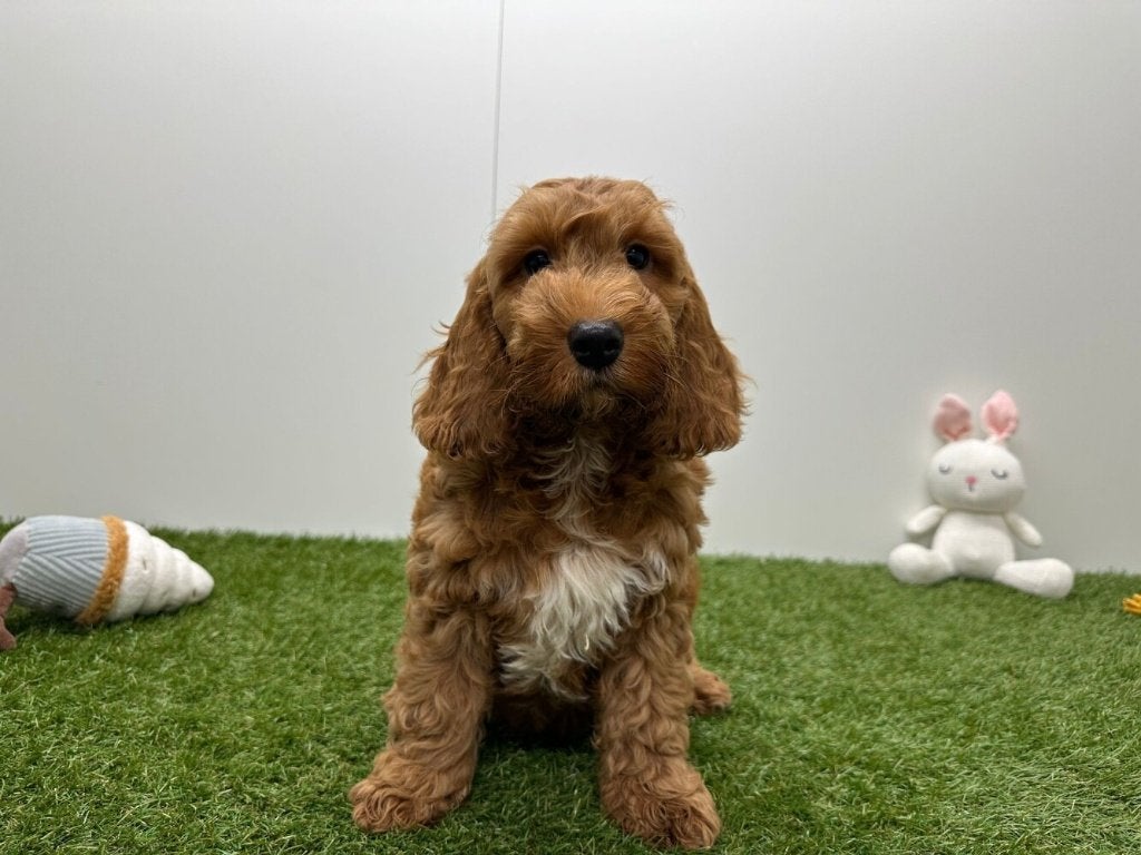 Cockapoo pups (F1), België, 15 weken tot 1 jaar, CDV (hondenziekte), Meerdere