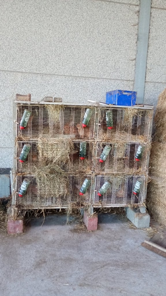 Cage à lapins, Animaux & Accessoires, Rongeurs & Lapins | Cages & Clapiers, Utilisé, Cage, 90 cm ou plus, 110 cm ou plus, Lapin