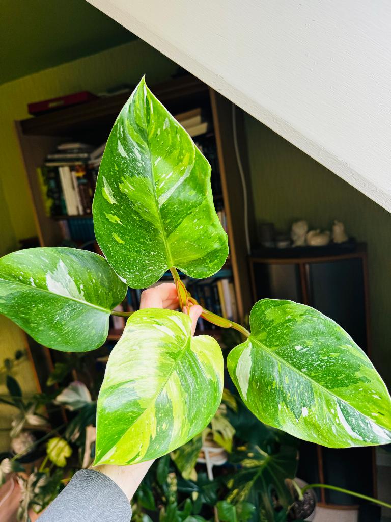 Philodendron ‘White Princess’ tricolor, Huis en Inrichting, Kamerplanten, Ophalen, 200 cm of meer, Overige soorten, Halfschaduw
