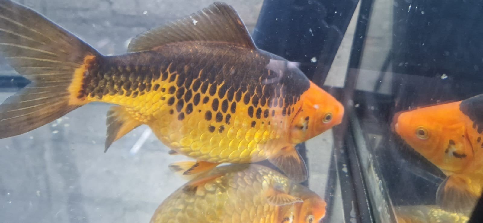 MEGA komeetstaarten en Tamasaba goudvissen, Dieren en Toebehoren