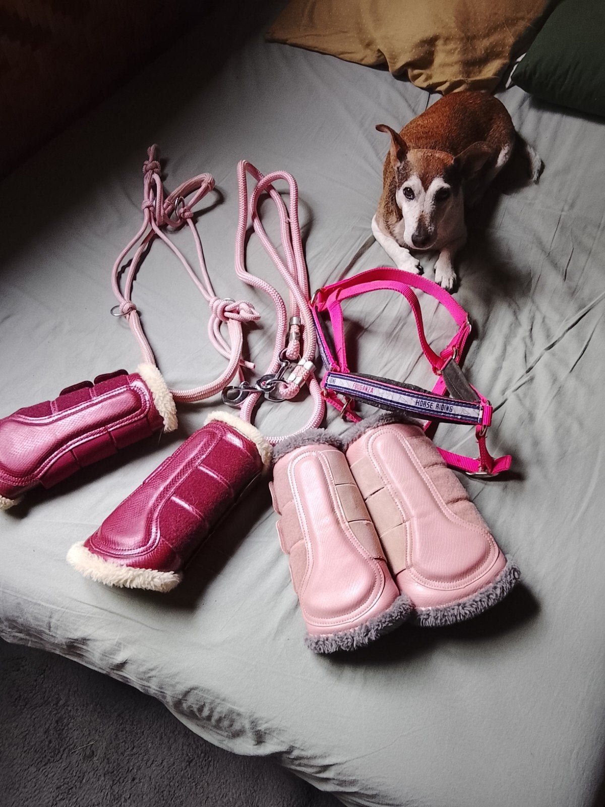 roze halster touw getten, Animaux & Accessoires, Enlèvement