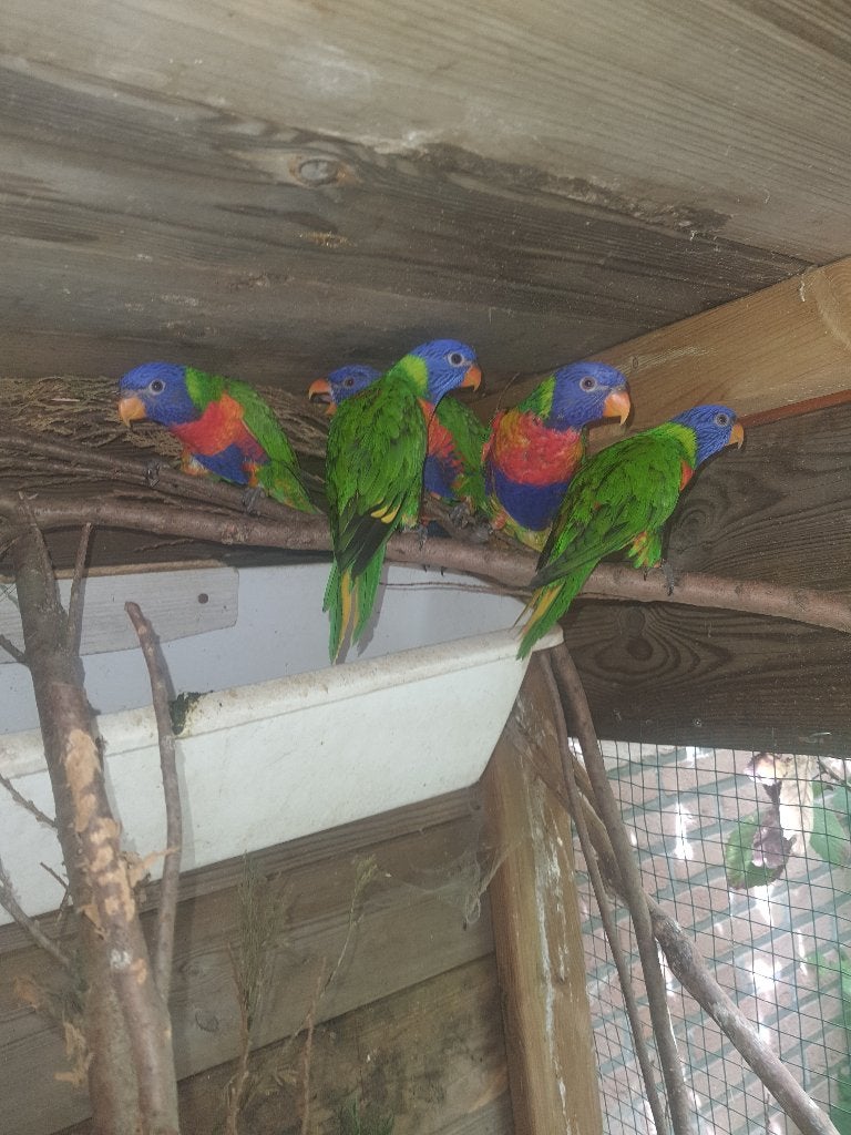 3 koppels lori van blauwe bergen en 3 poppen, Meerdere dieren, Papegaai