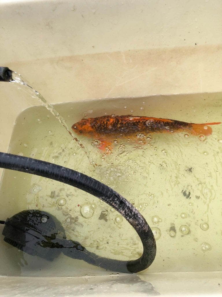 koi 45cm, Dieren en Toebehoren, Karper of Koi