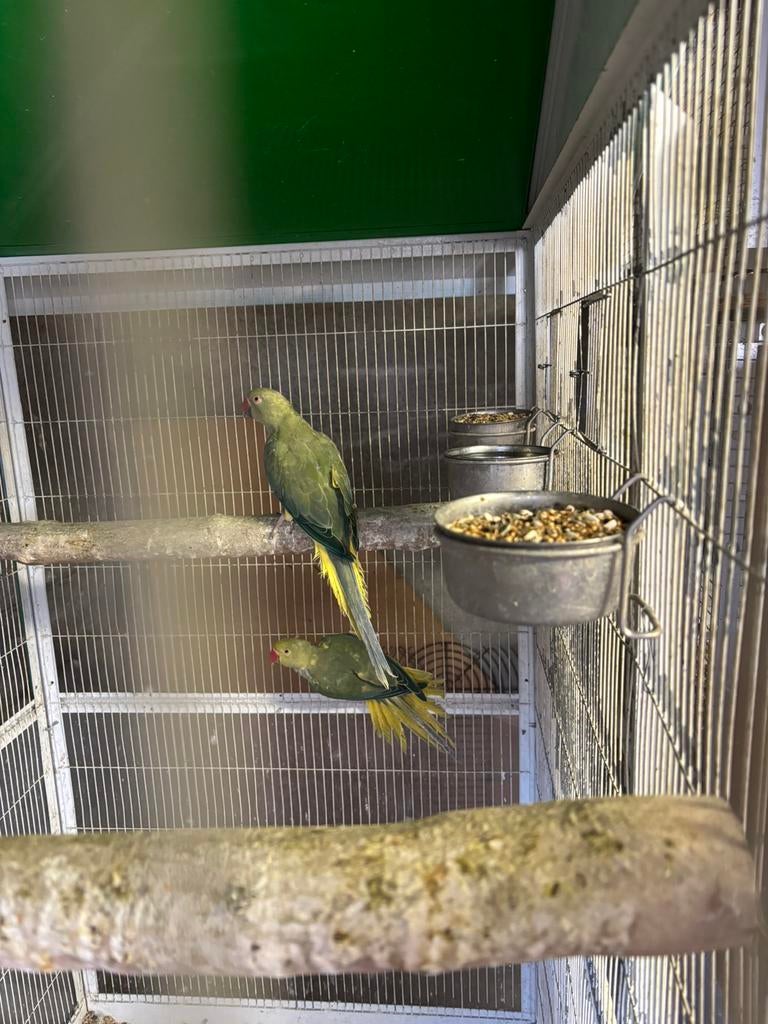 Halsbandparkieten, Dieren en Toebehoren, Geringd