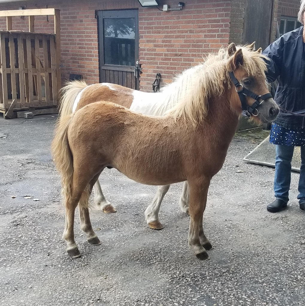 Beaux poulains des Shetland, Animaux & Accessoires, Avec pedigree, Poney de récréation, Plusieurs animaux, Poney A (jusqu'à 1.17 m)