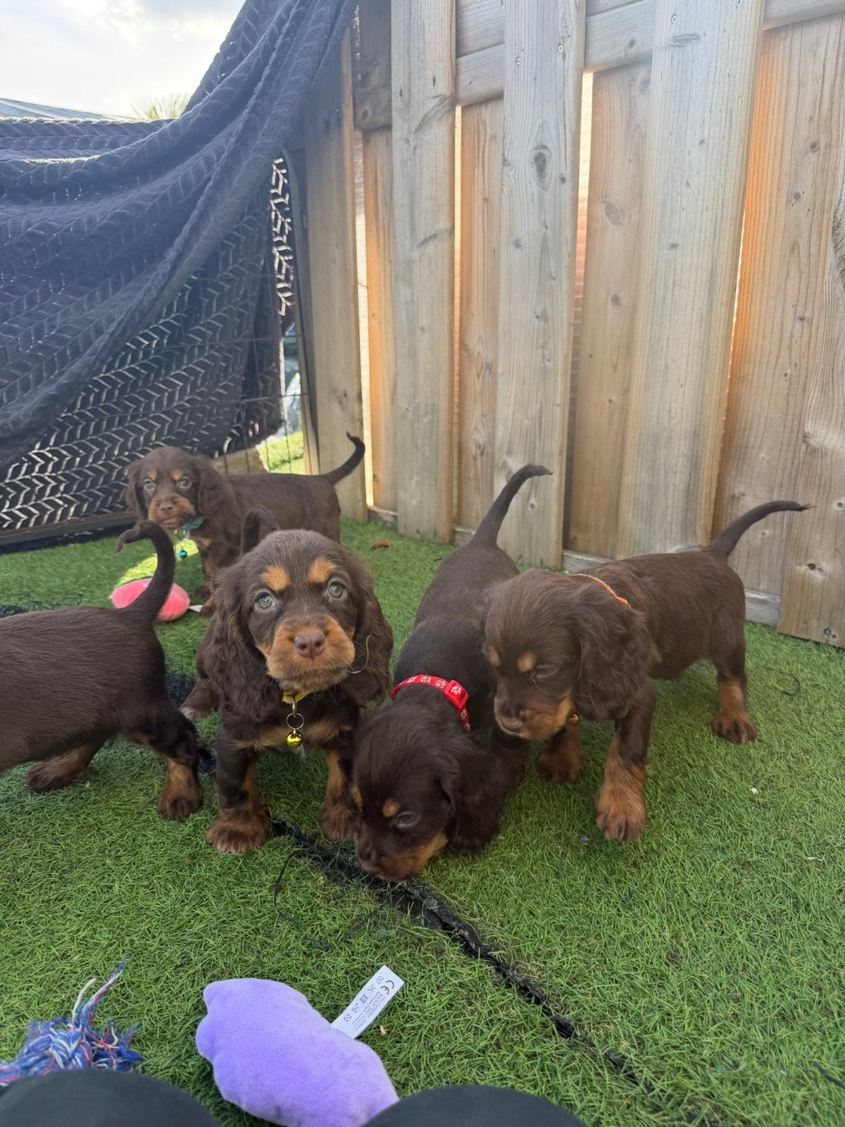 Mooie engelse cockerspaniel pups, Dieren en Toebehoren, België, CDV (hondenziekte), 8 tot 15 weken, Meerdere