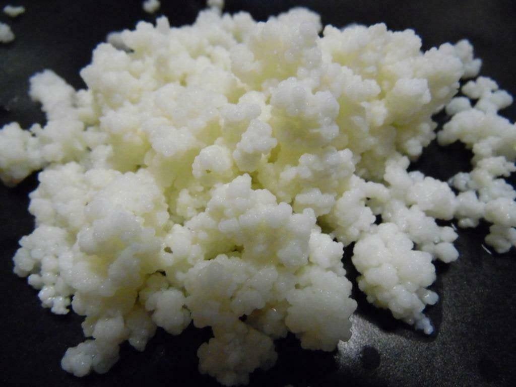 Kefir - Yourgurtbloemekes, Diversen, Levensmiddelen, Ophalen