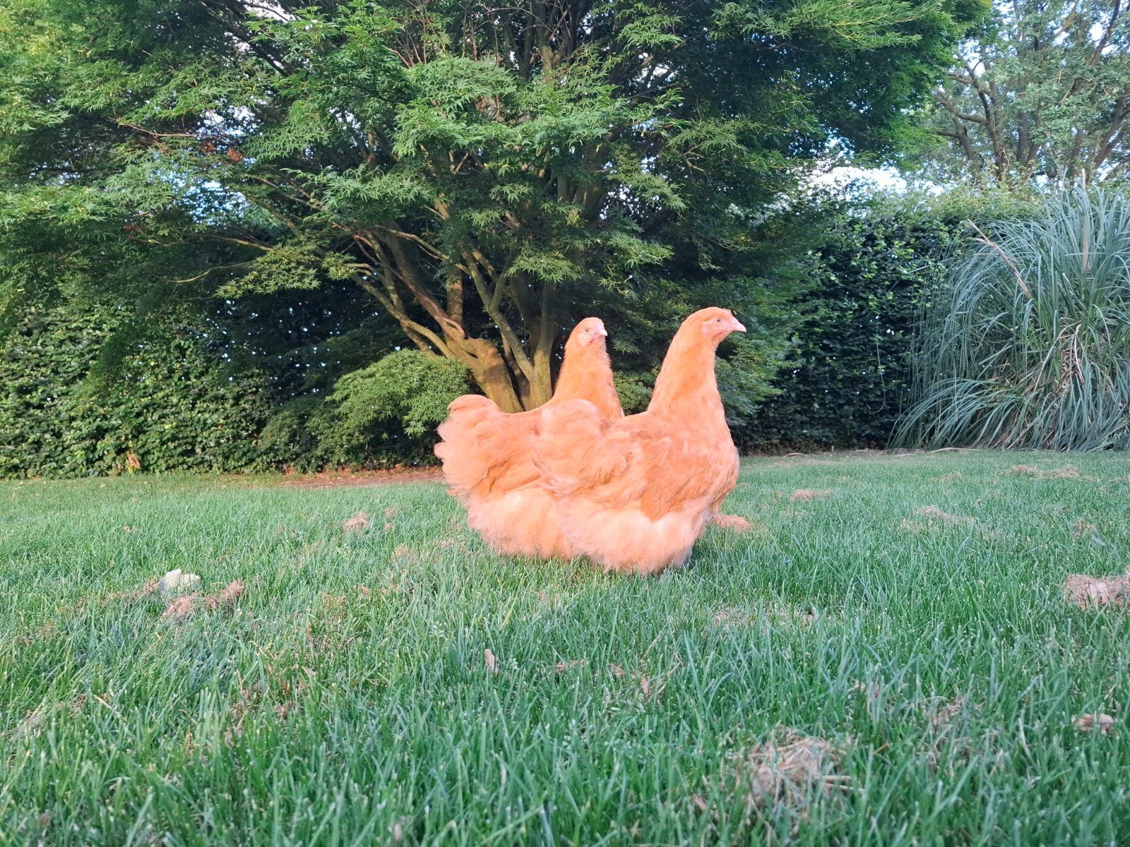 3 Orpington hennen '26 Buff (groot), Animaux & Accessoires, Volatiles, Femelle, Poule ou poulet