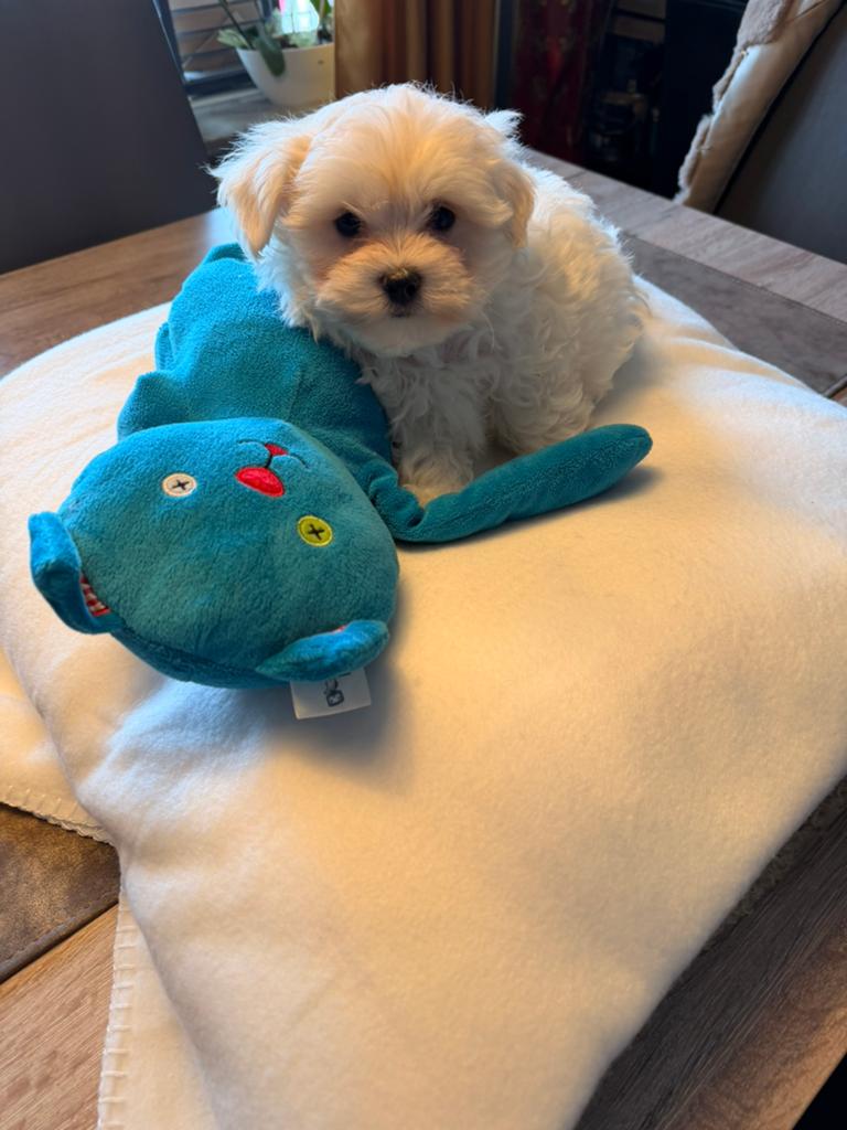 Maltipoo, Dieren en Toebehoren, Parvo, België, Maltezer, Fokker | Hobbymatig
