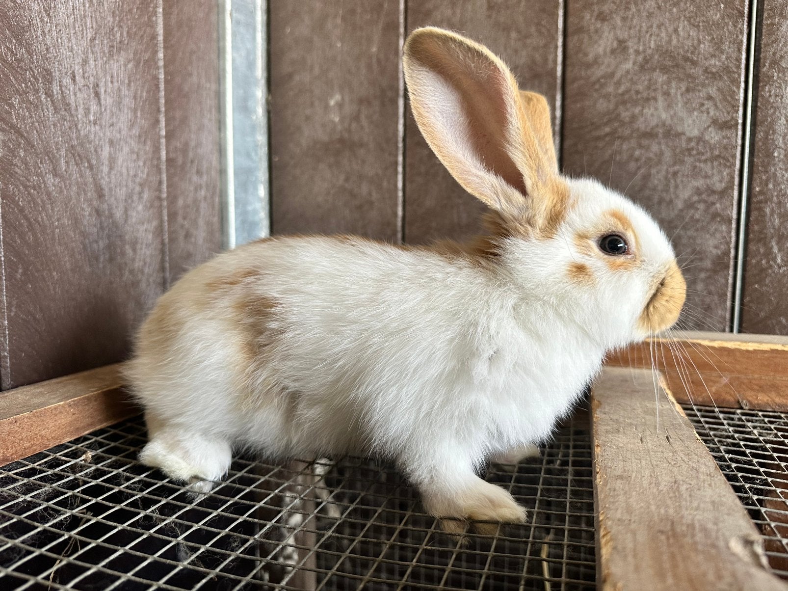 Nid de lapin à vendre, Plusieurs animaux, Taille moyenne, 0 à 2 ans