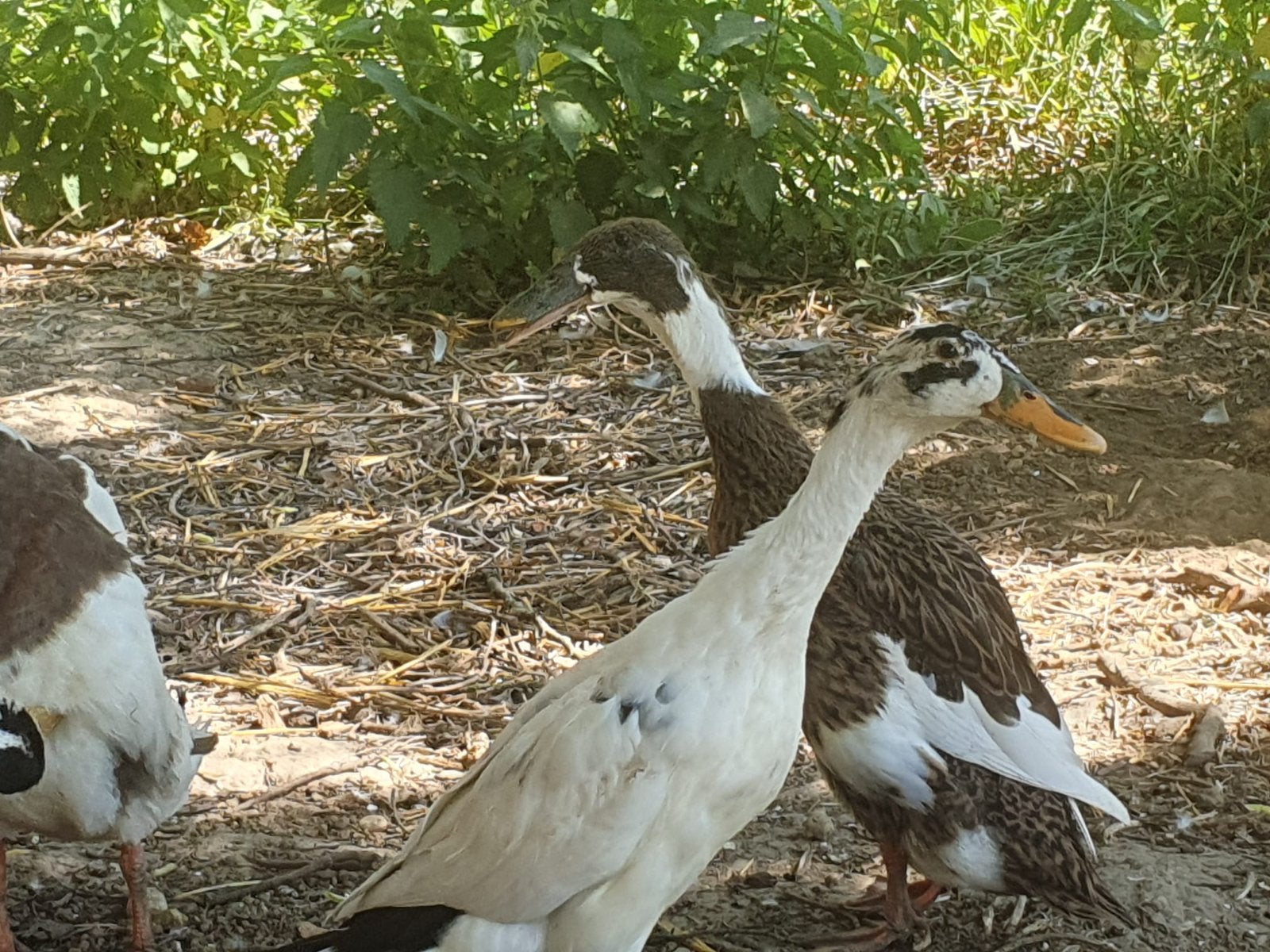 Trio de coureur indien adulte(2 femelles et 1 mâle) à vendre, Plusieurs animaux, Canard