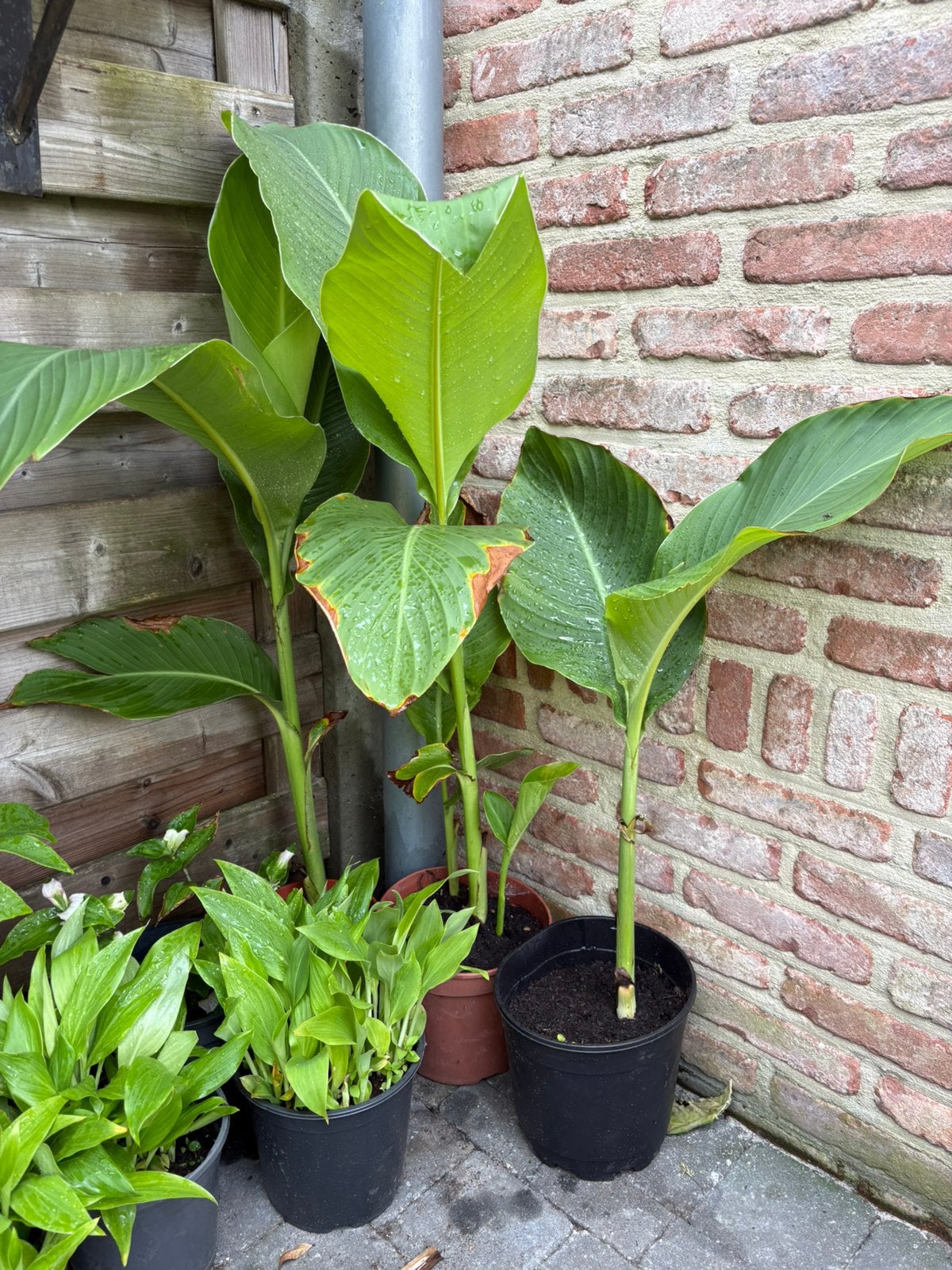 Verschillende stekjes alles 5 euro per pot, Jardin & Terrasse, Enlèvement