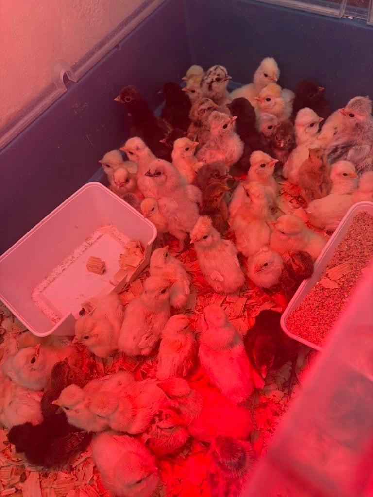 Kuikens ( serama-zijdehoen-padua) 3+1 gratis, Dieren en Toebehoren, Kip