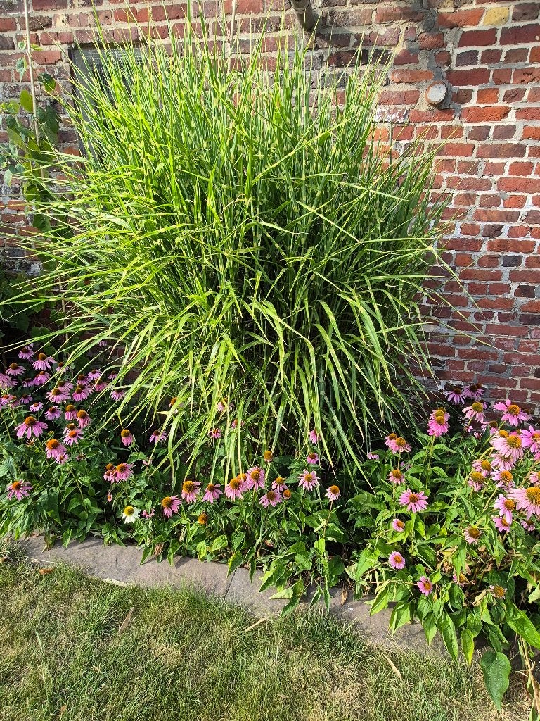 verschillende soorten siergrassen, Jardin & Terrasse, Enlèvement, Graminées ornementales