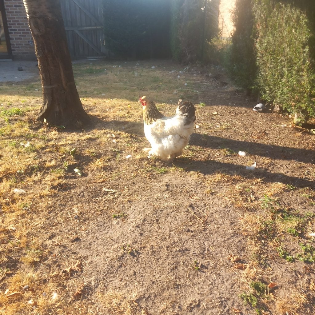 Brahma kippen, Dieren en Toebehoren, Pluimvee, Vrouwelijk, Kip