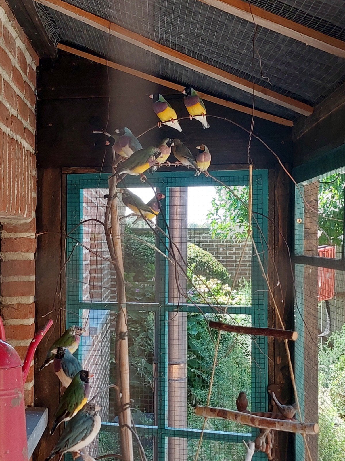 gouldamadines, Dieren en Toebehoren