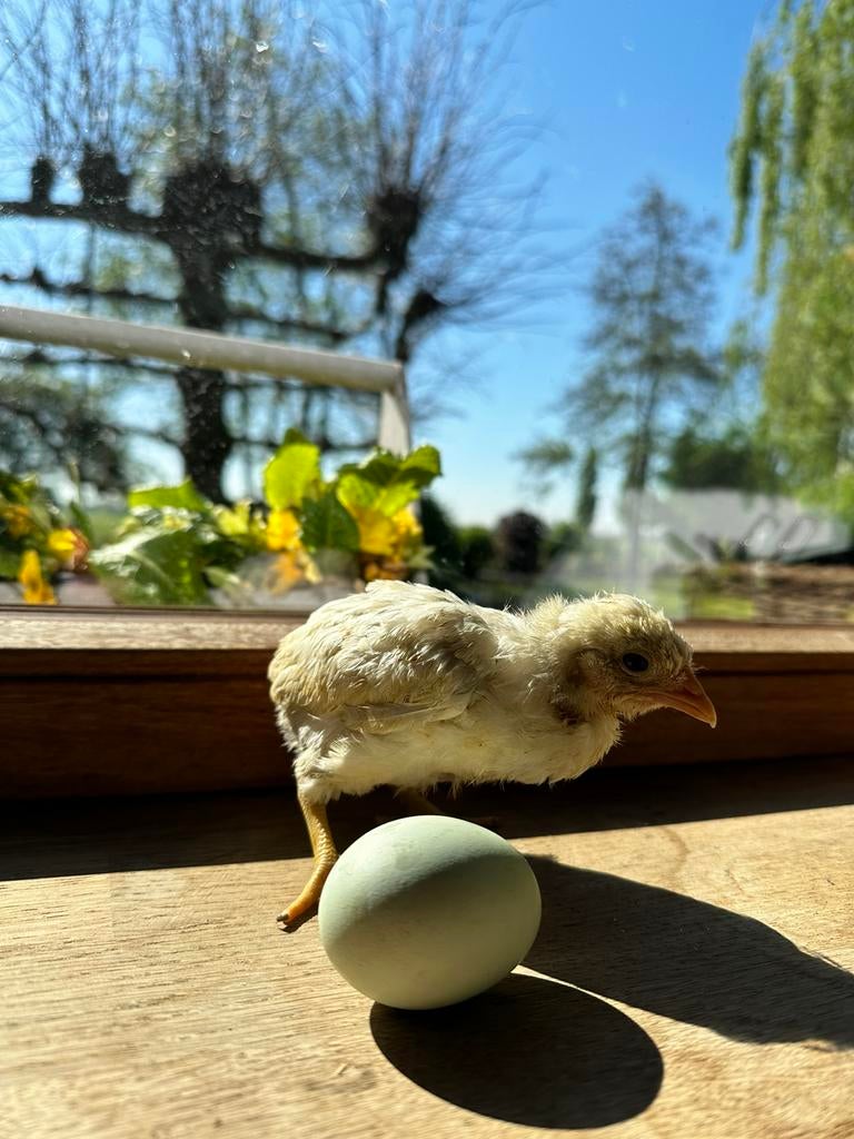 araucana bolstaart kriel