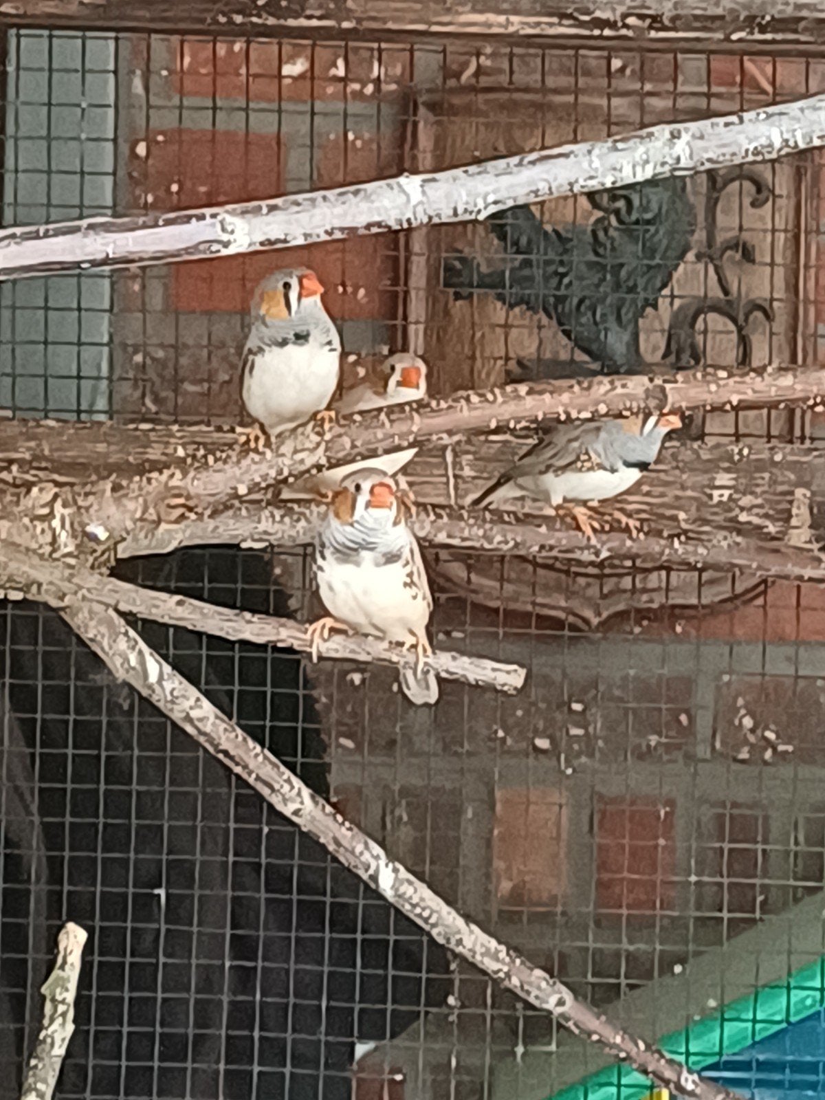 Jonge zebravink mannetjes, Mannelijk, Tropenvogel