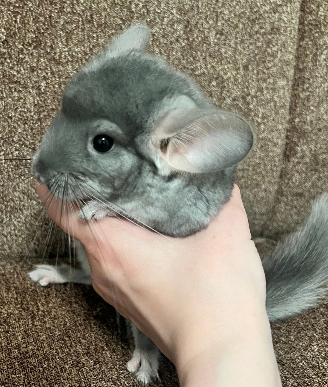 Chinchilla, Enlèvement