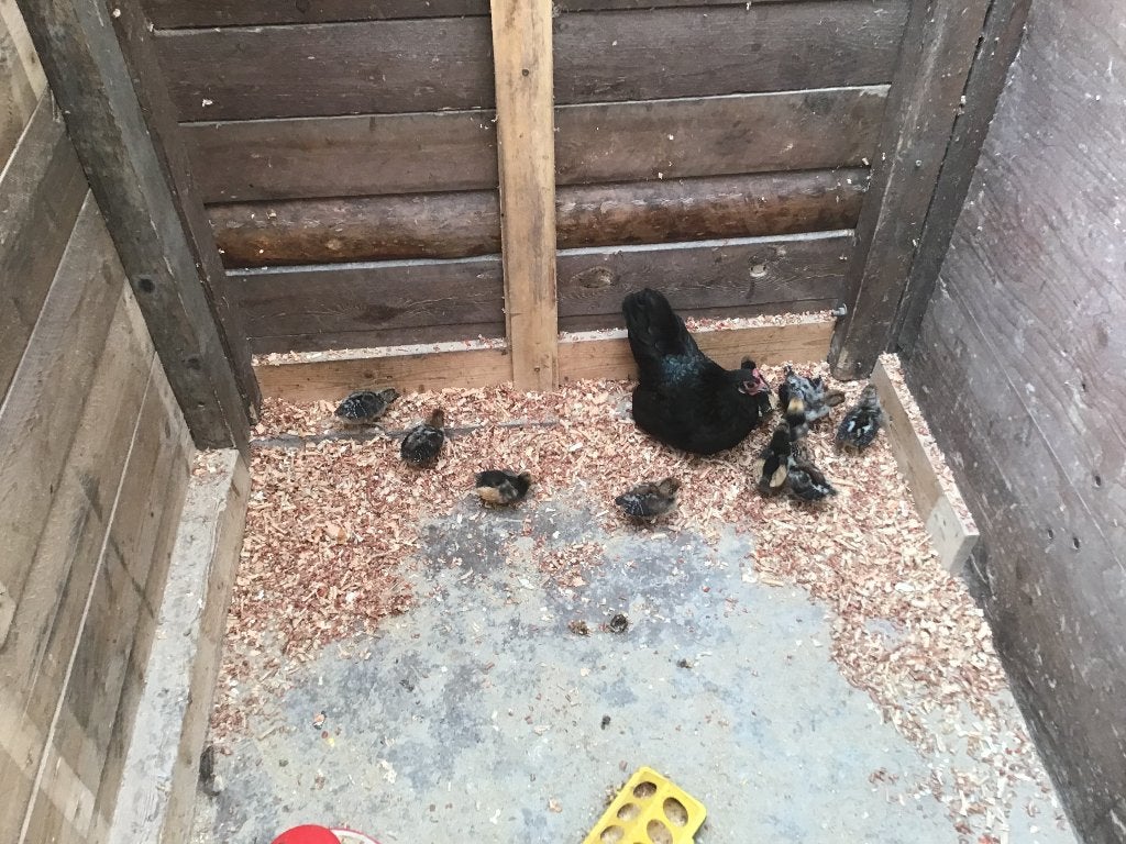 Kip met kuiken Zilverbrakel en Vorwerk, Femelle, Poule ou poulet