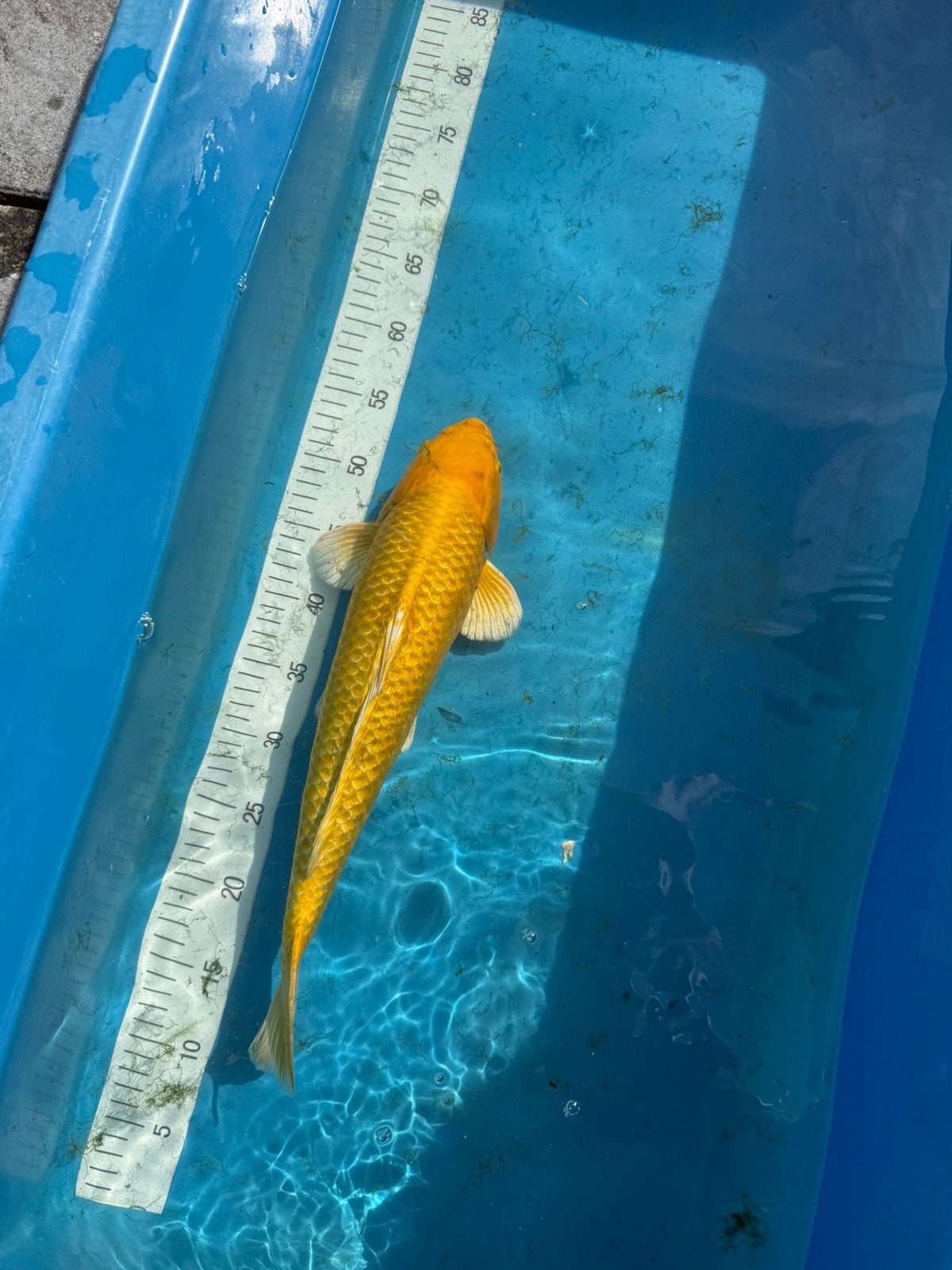 Yamabuki 2 jaar Kim’s Koi, Dieren en Toebehoren, Vissen | Vijvervissen