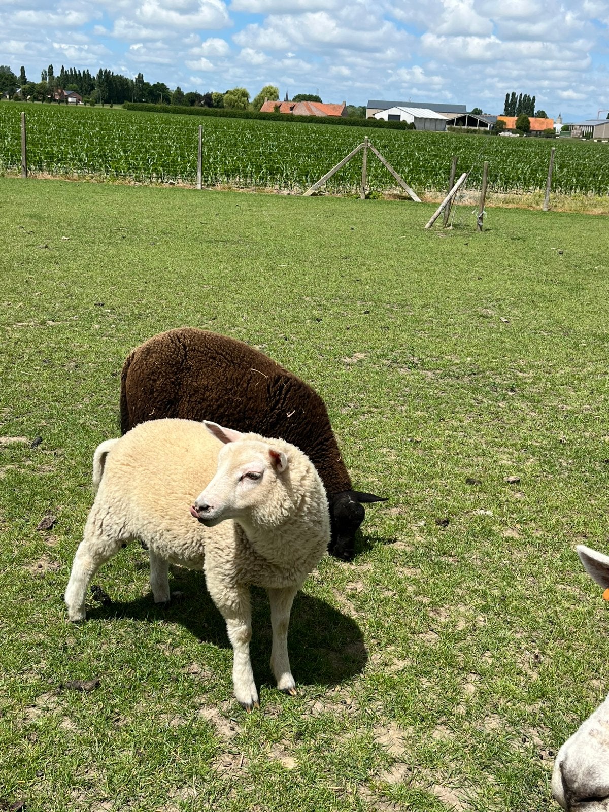 2 bokken, Dieren en Toebehoren, Mannelijk, Schaap, 0 tot 2 jaar