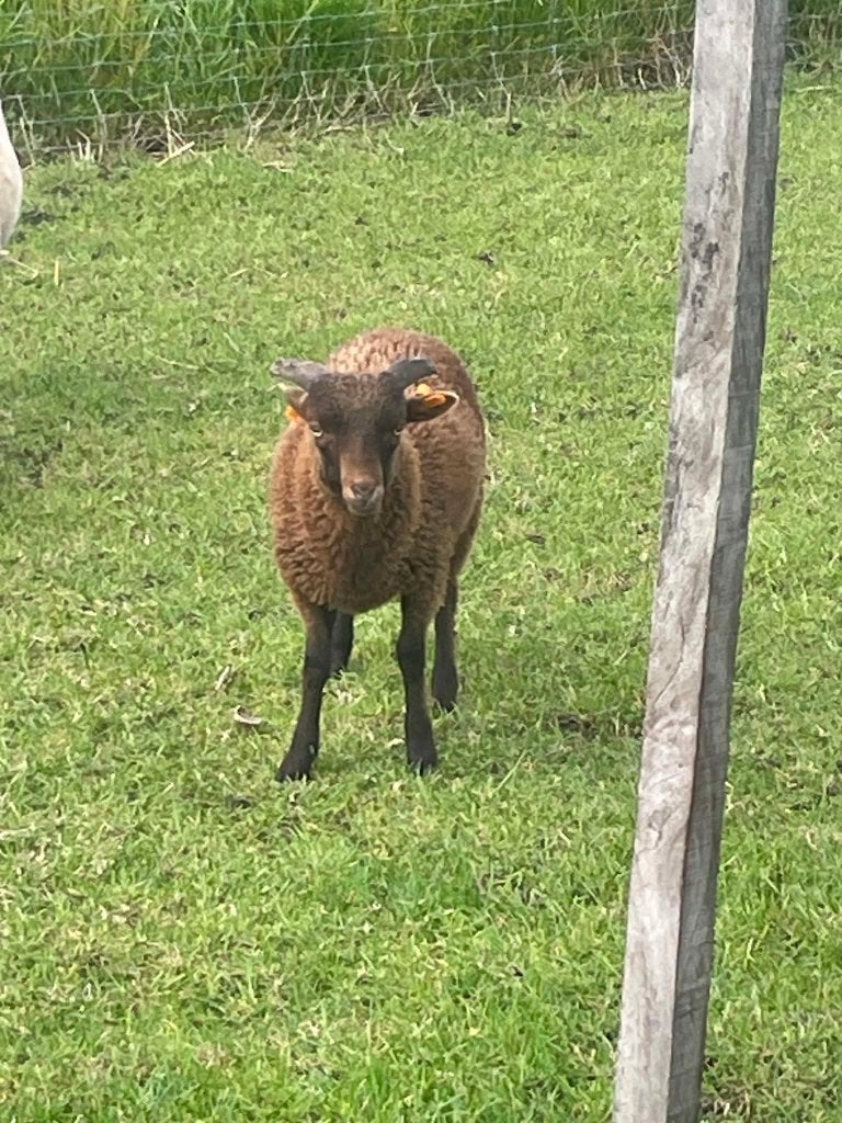 Ouessant dekram beschikbaar voor dekking, Mannelijk, Schaap, 0 tot 2 jaar