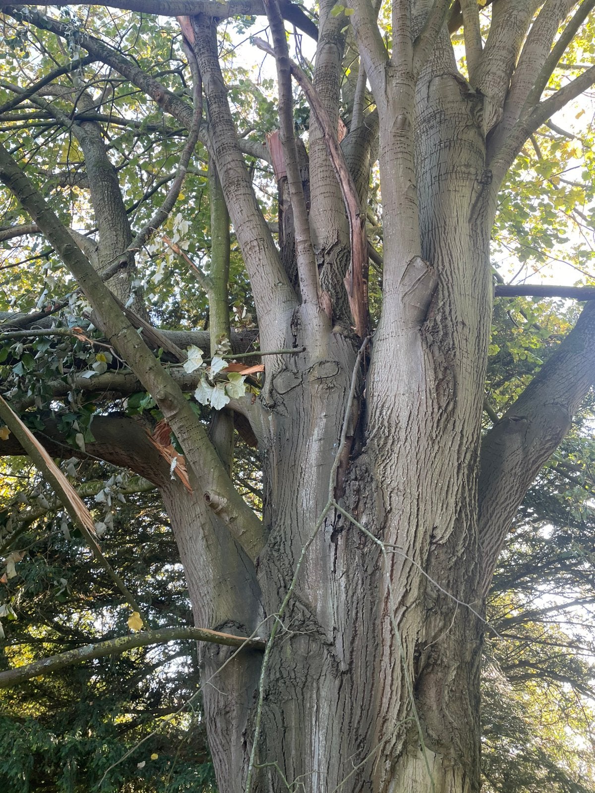 Bois de chauffage (arbre) gratuit, Jardin & Terrasse, Enlèvement