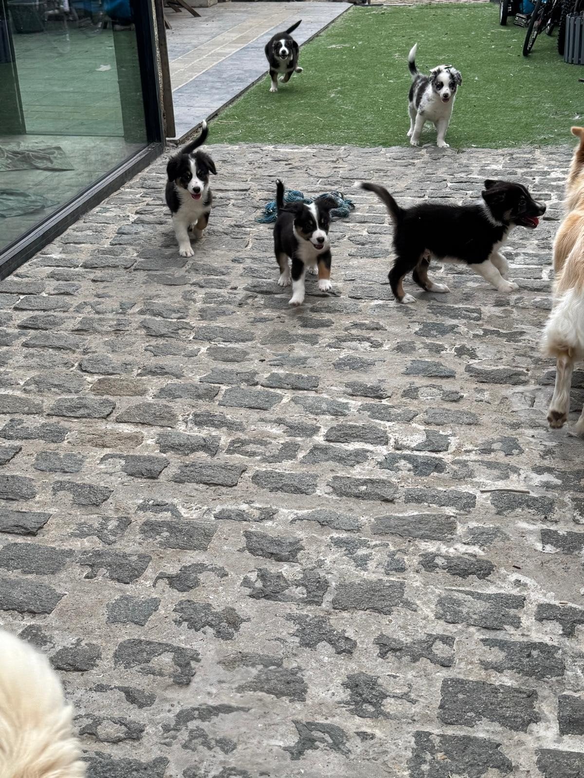 border collie pups, Dieren en Toebehoren, Honden | Herdershonden en Veedrijvers, België, Fokker | Hobbymatig, 8 tot 15 weken, Collie