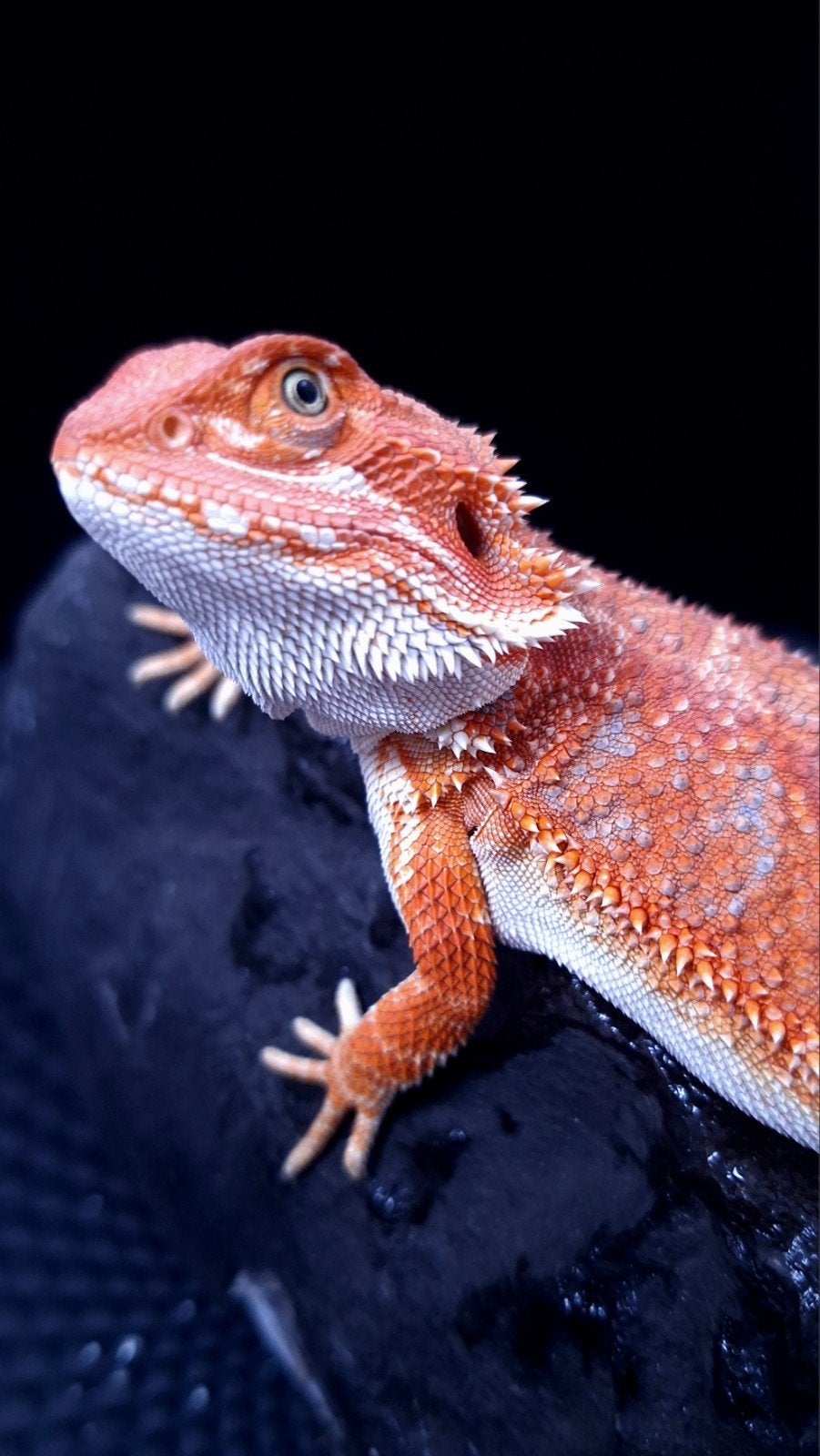 50% Red Monster Blue Bar Hypo het. Trans baardagaam man