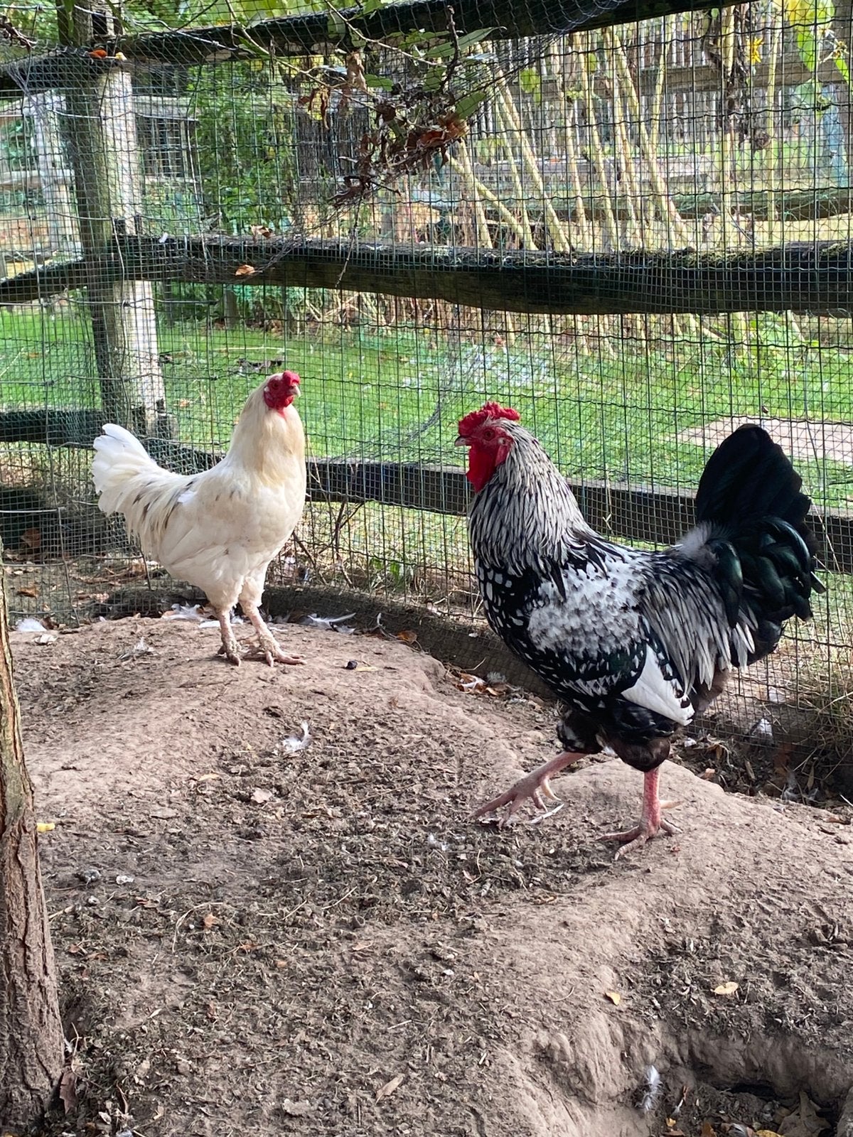 4 kippen en 2 hanen te koop, Plusieurs animaux, Poule ou poulet