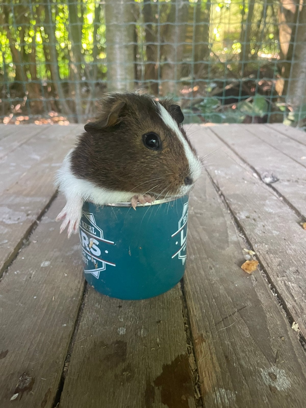 4 cavia mannetjes te koop, Dieren en Toebehoren, Cavia, Juni, Mannelijk, Tam