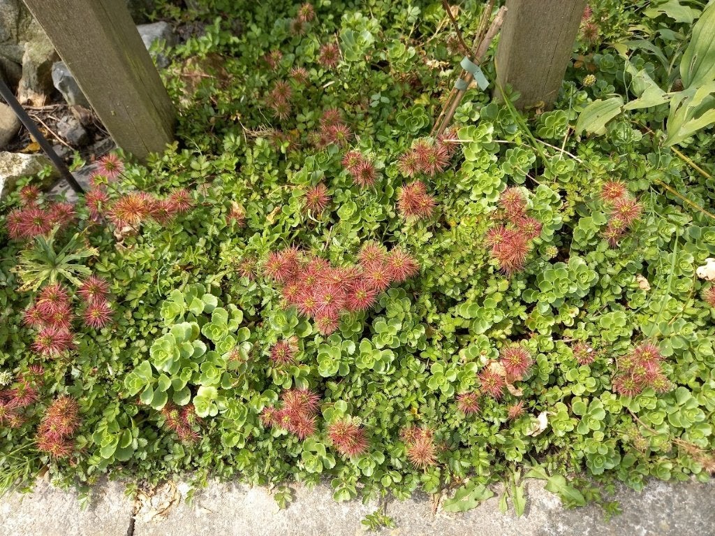 stekelnootje bodembedekker, Tuin en Terras, Ophalen, Vaste plant