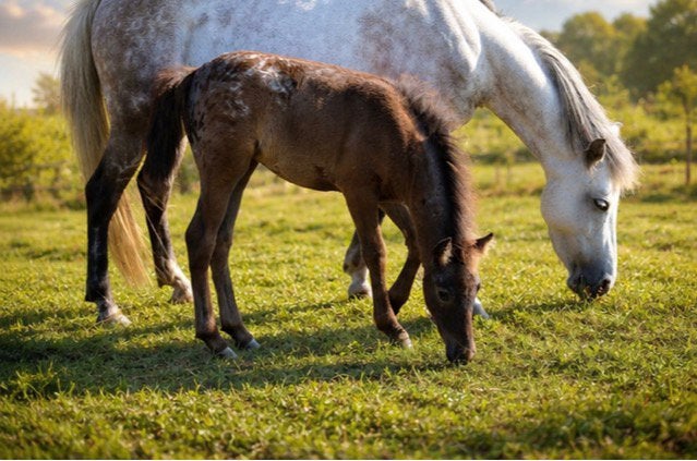 Unieke A pony veulen (MERRIE), Minder dan 160 cm, 0 tot 2 jaar, Onbeleerd, Recreatiepaard
