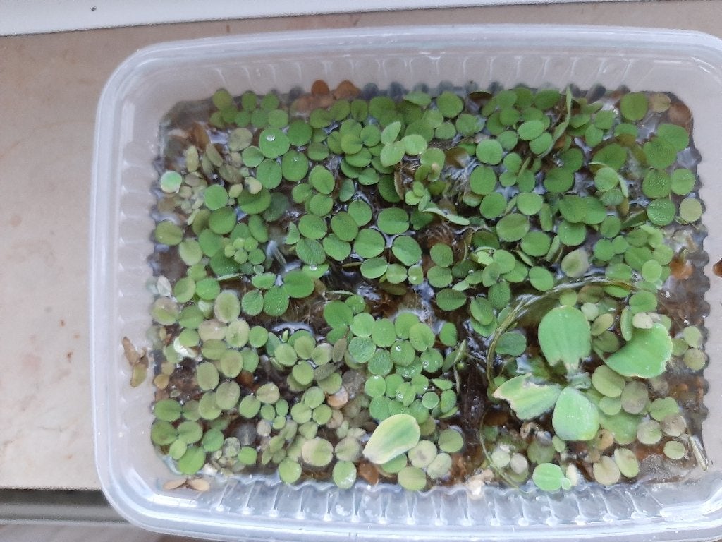 Drijfplantjes mix grote hoeveelheid, Dieren en Toebehoren, Ophalen, Nieuw, Plant(en), Steen of Hout