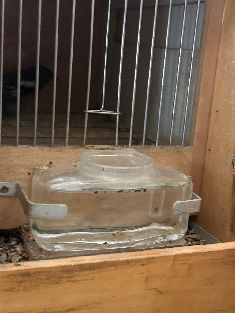 Botvink agaat, Dieren en Toebehoren, Vogels | Overige Vogels