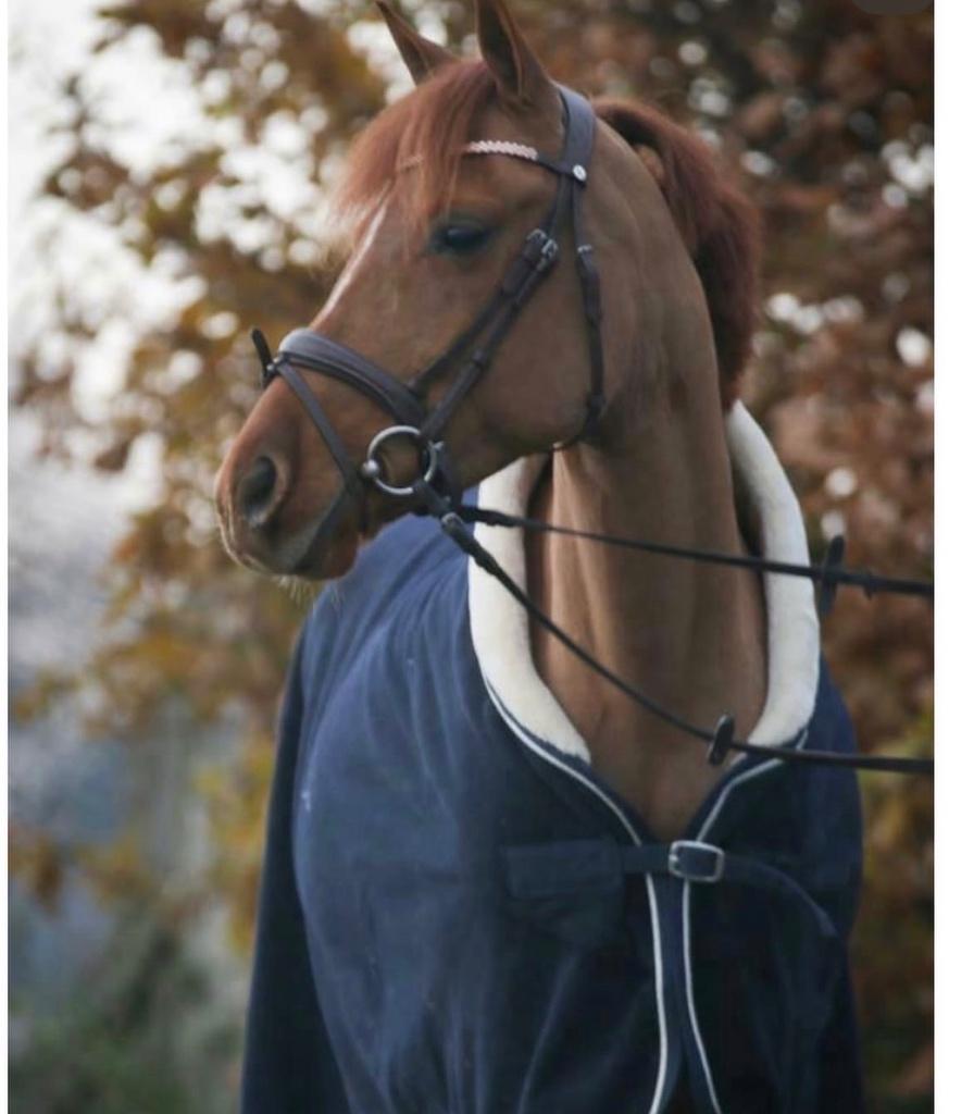 Allround C- pony, Dieren en Toebehoren, Pony's, Merrie, B, C pony (1.27m tot 1.37m), Recreatiepony, 7 tot 10 jaar, Gechipt, Ontwormd