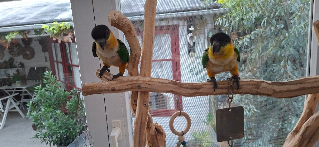 Zwartkop Caique    Tam, Dieren en Toebehoren, Mannelijk, Dwergpapegaai of Agapornis, Tam