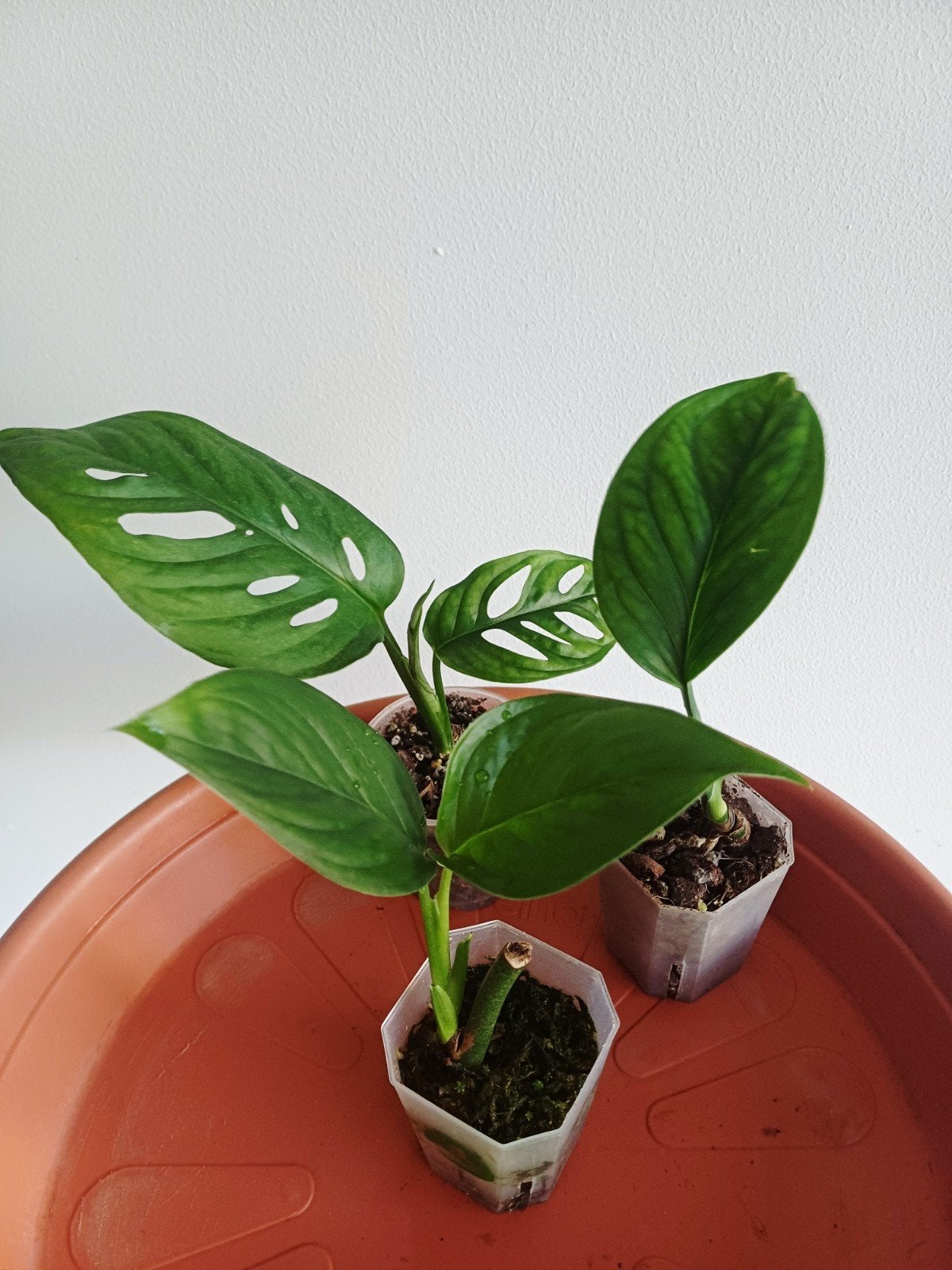Lot de 3 Monstera, Maison & Meubles, Plantes d'intérieur, Autres espèces, En pot, Enlèvement ou Envoi, Moins de 100 cm