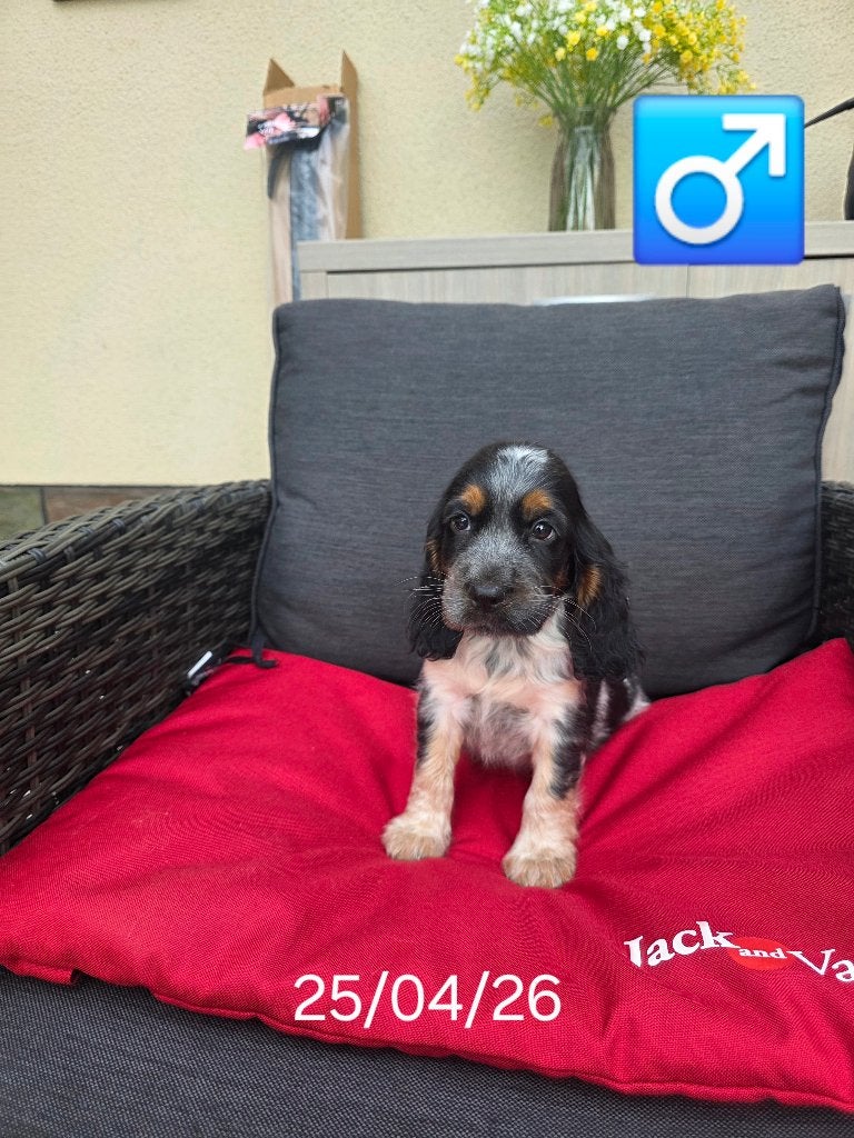 engelse cocker pups, Animaux & Accessoires, Chiens | Retrievers, Épagneuls & Chiens d'eau, Plusieurs, Hépatite contagieuse (maladie de Rubarth)
