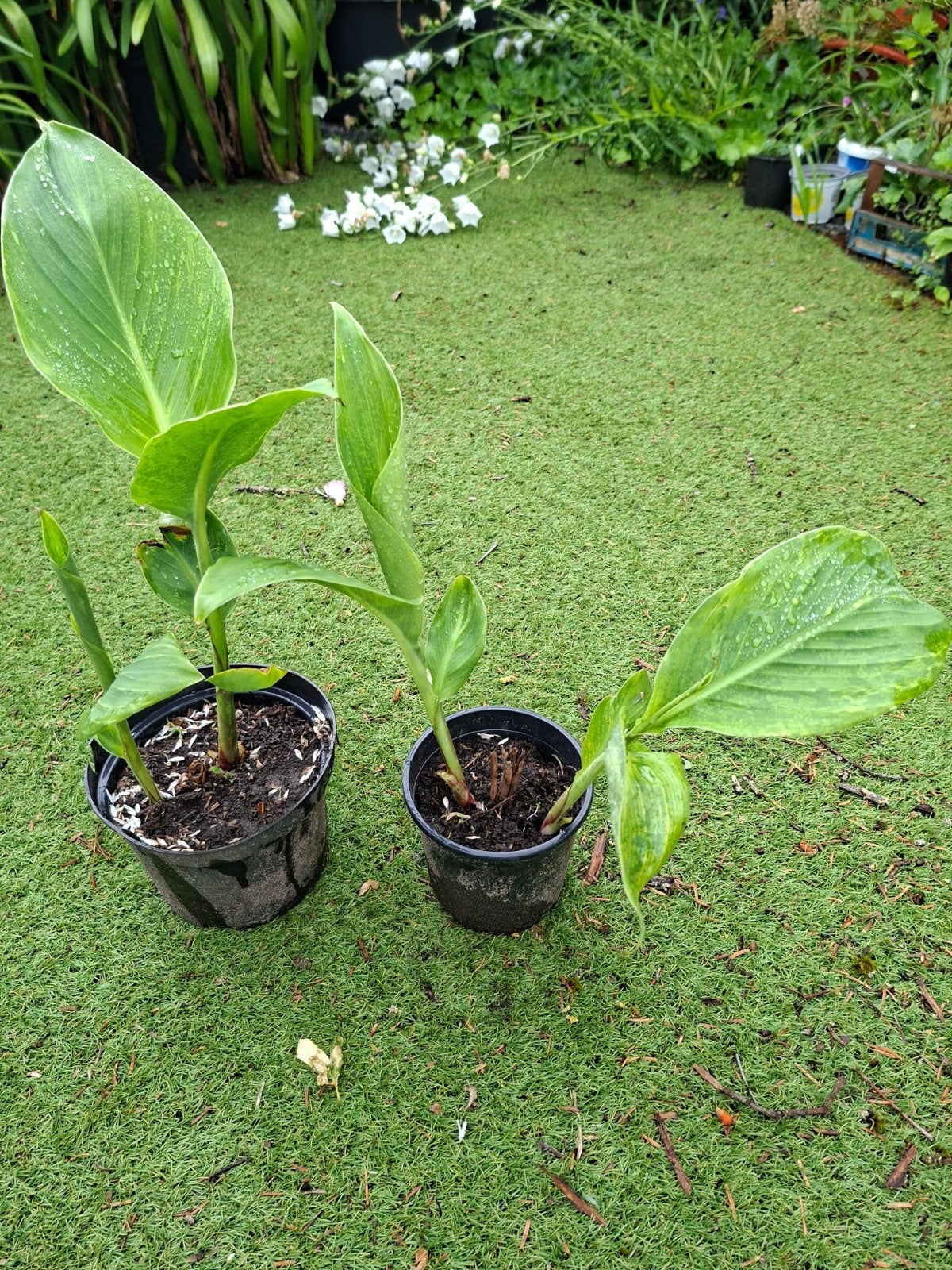Canna rood, Tuin en Terras, Ophalen