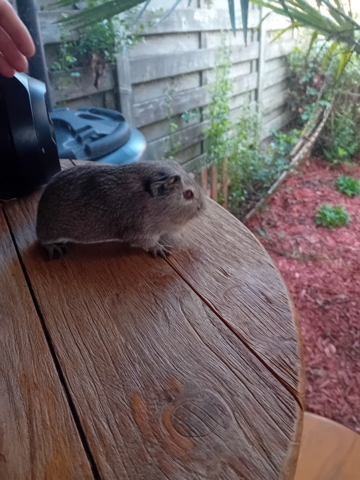 prachtige cavia beertjes, Dieren en Toebehoren, Knaagdieren, Juni, Cavia